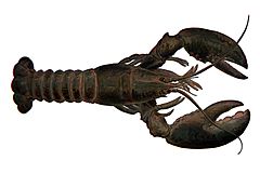 Lobster NSRW rotated2.jpg