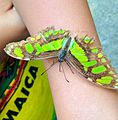 Mariposa Malaquita (Siproeta stelenes)
