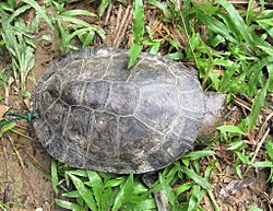 Mesoclemmys raniceps 114582794.jpg