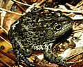 Mississippi gopher frog