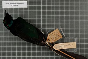 Archivo:Naturalis Biodiversity Center - RMNH.AVES.140752 1 - Astrapia splendidissima splendidissima Rothschild, 1895 - Paradisaeidae - bird skin specimen