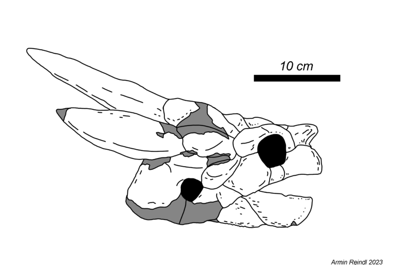 Niolamia skull
