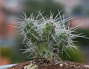 Archivo:Opuntia armata