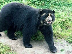 Archivo:Oso andino Porcon