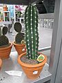 Pachycereus pecten