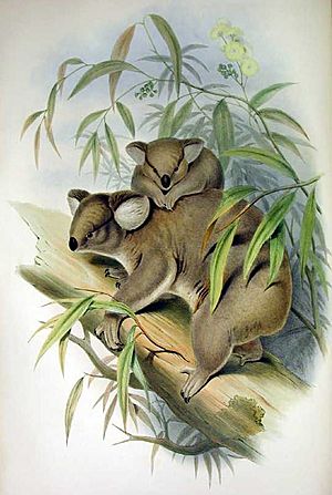 Archivo:Phascolarctus cinereus 2 Gould