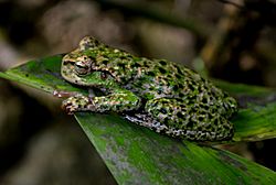 Plectrohyla acanthodes 409872 (cropped).jpg