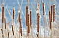 Poertschach Johannaweg Typha angustifolia 03042013 144