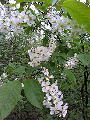 Archivo:Prunus padus PL