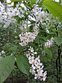 Prunus padus PL