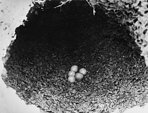 Archivo:Psephotus pulcherrimus nest