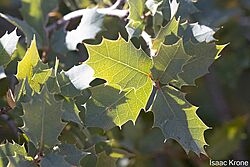 Quercus Ajoensis.jpg