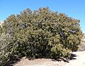 Quercus chrysolepis 1