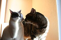 Archivo:Rencontre entre Chats