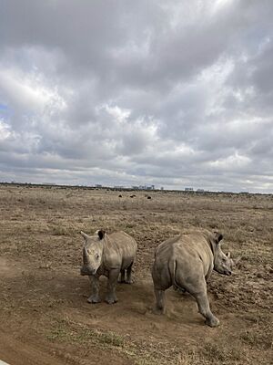 Archivo:Rhinoceros in Nairobi National Park, Kenya