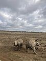 Rhinoceros in Nairobi National Park, Kenya