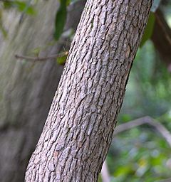 Archivo:Rhododendron maxima Trunk Bark 2090px