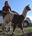 Richard Stallman en la ciudad de Puno