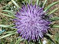 S.marianum-zenital-1