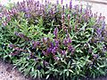 Salvia officinalis Habitus DehesaBoyalPuertollano