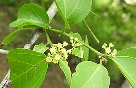 Sarcomphalus amole.jpg