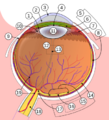 Schematic diagram of the human eye multilingual