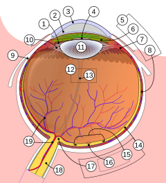 Archivo:Schematic diagram of the human eye multilingual