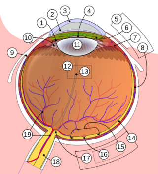 Schematic diagram of the human eye multilingual.svg