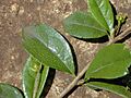 Starr 010425-0051 Carmona retusa