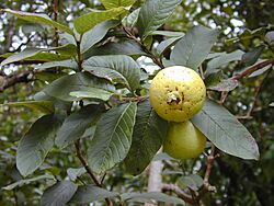 Starr 020803-0117 Psidium guajava.jpg