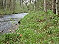 TN calcareous riparian forest