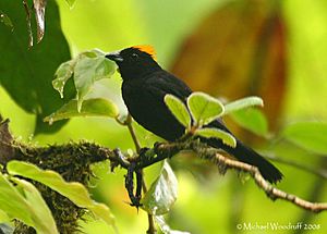 Archivo:Tawny-crested Tanager (2686342510)