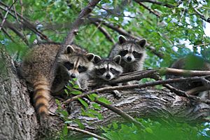 Archivo:Three raccoons in a tree