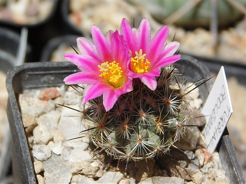 Turbinicarpus booleanus - Flickr - Resenter89