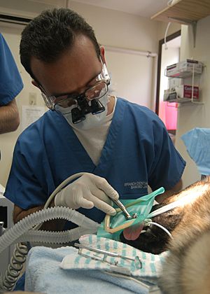 Archivo:US Navy 050805-N-0168J-004 U.S. Navy Dentist Lt. Howard Polansky uses a dental drill to access a tooth^rsquo,s root during an emergency root canal on a military working dog
