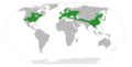 Ulmaceae Distribution