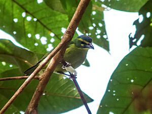 Archivo:Vireolanius eximius - Yellow-browed Shrike-Vireo (cropped)