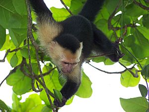 Archivo:White-faced capuchin monkey 5