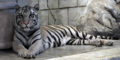 White Tiger