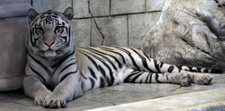 Archivo:White Tiger