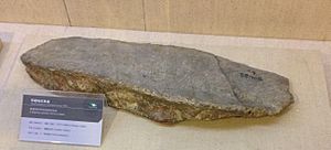 Archivo:Wuerhosaurus plate at the Paleozoological Museum of China