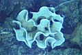 Xenophyophore