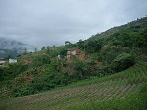 Archivo:Yabalo Coca