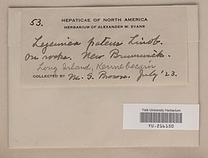 Archivo:Yale University Herbarium catalog card YU.216150 (Lejeunea patens Lindb.)