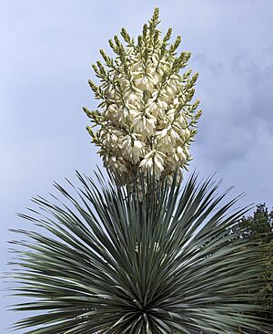 Archivo:(MHNT) Yucca rostrata - inflorescence