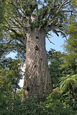Archivo:00 29 0496 Waipoua Forest NZ - Kauri Baum Tane Mahuta