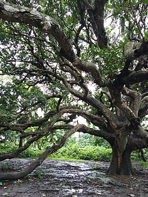 Archivo:110 years ancient mango tree of Gopalganj, Bangladesh