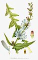 49 Cichorium intybus