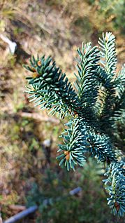 Archivo:Abies Vejarii