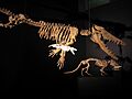 Ambulocetus et pakicetus